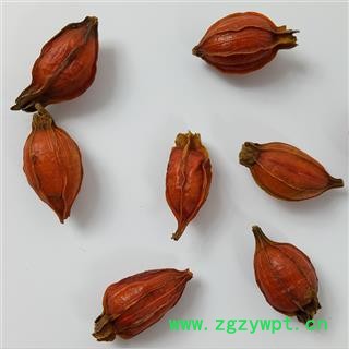 江西栀子中药材红栀子花草茶山栀子水栀子栀子干果香料枝子大货图4