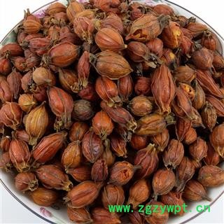 江西栀子中药材红栀子花草茶山栀子水栀子栀子干果香料枝子大货图3