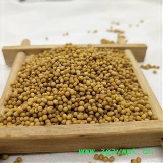 黄芥子 统 产地 山东省图3