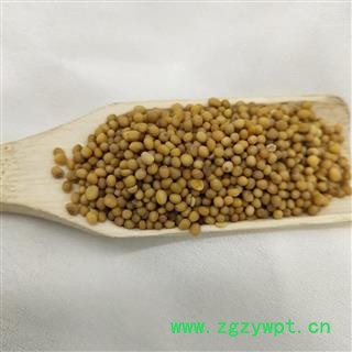 黄芥子 统 产地 山东省图2