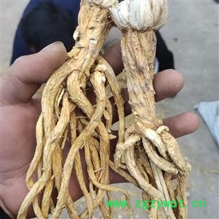 秦艽  云南秦艽水洗   统货 产地 云南省玉溪市图2