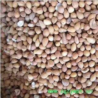 苦杏仁 统 产地 河北省保定市北市区 库图2