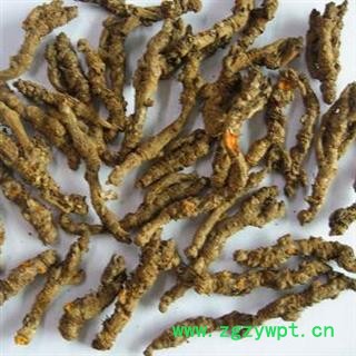 黄连 黄连选个 产地 四川省图3