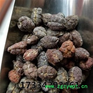 砂仁米 砂仁 去壳 统货 缩砂仁 缩砂蜜 缩砂蔤图2