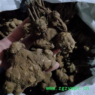 白术个 白术顶级个 产地 安徽省图2