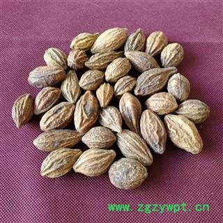 柯子 诃子 大诃子诃子肉诃黎勒随风子诃梨图2