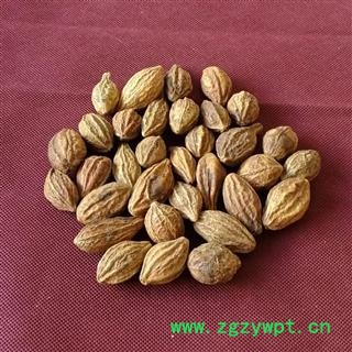 柯子 诃子 大诃子诃子肉诃黎勒随风子诃梨图3