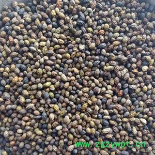 诺源药材行中药材正品优质冷背鸦胆子图2