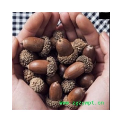 诺源中药材橡子 橡实
