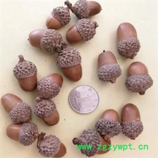 诺源中药材橡子 橡实图2