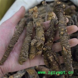 小丽百草行 羌活 四川阿坝州羌活 蚕羌 另有蚕羌活片图3