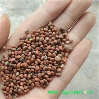 安祁名药优质莱菔子 正品净货图2