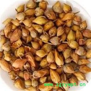 小丽百草行中药材花草茶 郁金香 洋荷花 郁香花茶图2