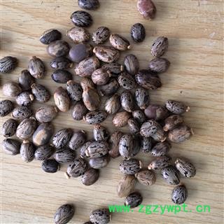 安祁名药蓖麻子 黑蓖麻子 另有红蓖麻子图2