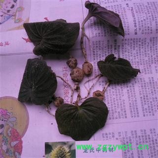紫背青天葵，红面锣，红天葵。 鲜货 产地 四川省成都市双流县图3