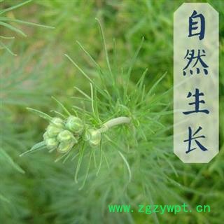 【新货】秦岭天然小茴香 日晒无硫 烧菜调料火锅卤料500g图3