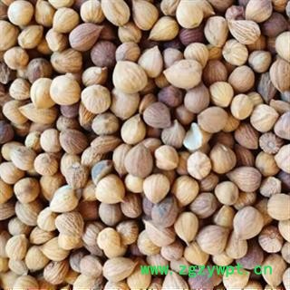 中药材郁李仁 本店有内蒙和甘肃两个产地 本品是纯天然 无添加无硫新货 颗粒饱满干净无渣 安国中药材批发零售大全图2