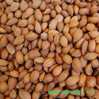 中药材郁李仁 本店有内蒙和甘肃两个产地 本品是纯天然 无添加无硫新货 颗粒饱满干净无渣 安国中药材批发零售大全图4