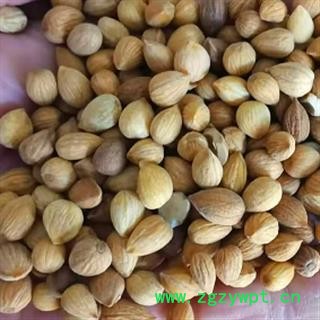 中药材郁李仁 本店有内蒙和甘肃两个产地 本品是纯天然 无添加无硫新货 颗粒饱满干净无渣 安国中药材批发零售大全图3