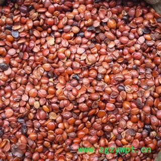 煜庭药业 酸枣仁 国产 正品 新货图4