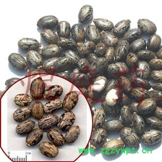 煜庭药业 蓖麻子 红蓖麻子图4