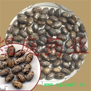 煜庭药业 蓖麻子 红蓖麻子图2