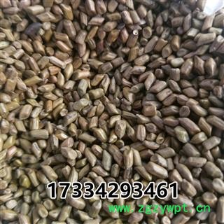 决明子 决明子茶用 产地 广西壮族自治区图3