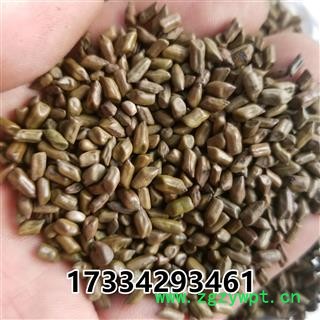 决明子 决明子茶用 产地 广西壮族自治区图4