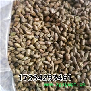 决明子 决明子茶用 产地 广西壮族自治区图2