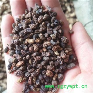 诺源药材行女贞子  腰果净货图2