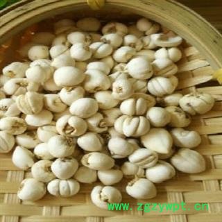 小丽百草行川贝 松贝统货图2