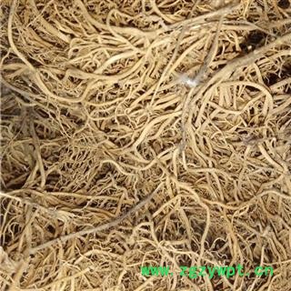 小丽百草行了刁竹 寮刁竹 逍遥竹 遥竹逍纯根 对节莲、竹叶细辛、铜锣草、一枝香、英雄草图2