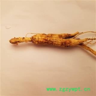 山参 林下山参 5克左右 经济实惠图3