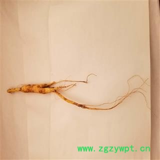 山参 林下山参 5克左右 经济实惠图2