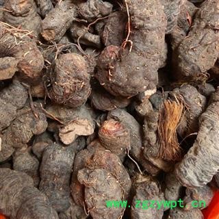 小丽百草行拳参 草河车产地东北拳参个子 含量高图2