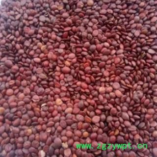 安祁名药正品酸枣仁 国产酸枣仁 炒枣仁图2