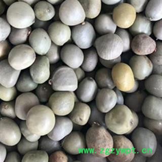 安祁名药中药材大托叶云实 云实  云实子图2