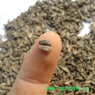 安祁名药正品牛蒡子 牛蒡根图2