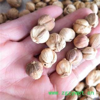 安祁名药优质调料白豆蔻 豆蔻   草豆蔻图3