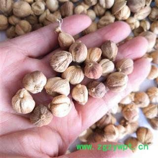 安祁名药优质调料白豆蔻 豆蔻   草豆蔻图2