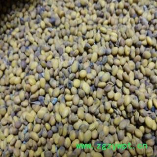 安祁名药正品中药材苦豆子图2