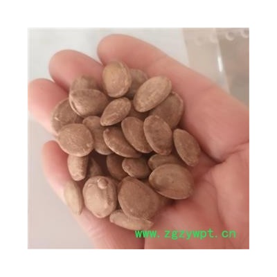 安祁名药优质栝楼  瓜蒌子 瓜米 金瓜米