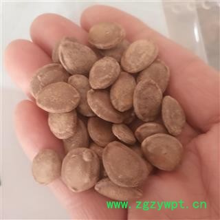 安祁名药优质栝楼  瓜蒌子 瓜米 金瓜米图2