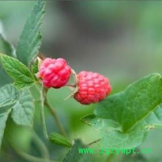 【新货】覆盆子 秦岭复盆子悬钩子覆盆莓山泡自采自制500g图2