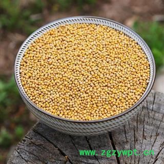 白芥子 秦岭白芥籽辣菜子白介子芥菜子 另有炒白芥子 山民自捋 日晒无硫 500g另有莱菔子苏子图2