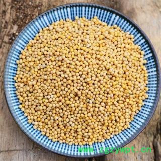 白芥子 秦岭白芥籽辣菜子白介子芥菜子 另有炒白芥子 山民自捋 日晒无硫 500g另有莱菔子苏子图3