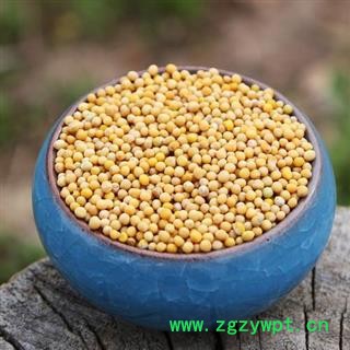 白芥子 秦岭白芥籽辣菜子白介子芥菜子 另有炒白芥子 山民自捋 日晒无硫 500g另有莱菔子苏子图4