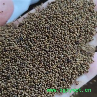 中药材菟丝子水洗菟丝子 产地内蒙 安国中药材市场批发零售大全图4