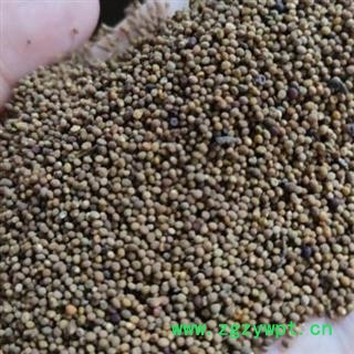 中药材菟丝子水洗菟丝子 产地内蒙 安国中药材市场批发零售大全图2