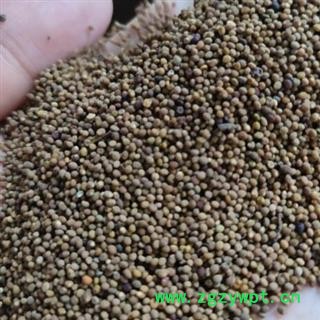 中药材菟丝子水洗菟丝子 产地内蒙 安国中药材市场批发零售大全图3